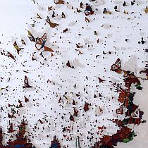 Migrations